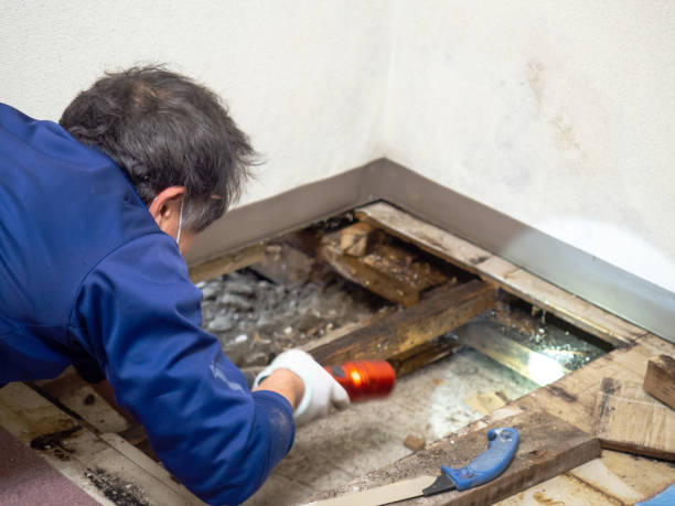 Best Mold Testing  in Cibolo, TX