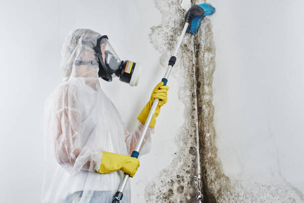 Best Mold Remediation Experts  in Cibolo, TX
