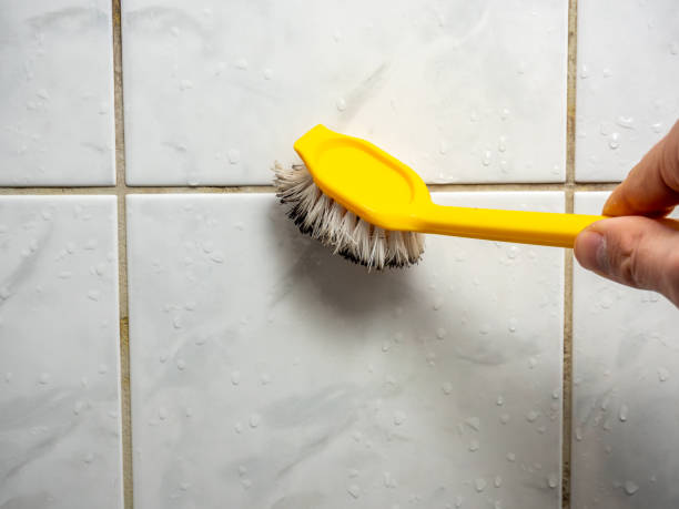 Best Local Mold Removal Service  in Cibolo, TX