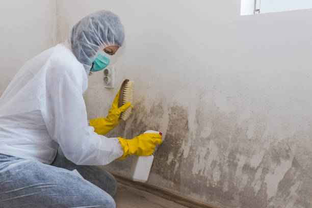 Best Fast Mold Removal  in Cibolo, TX