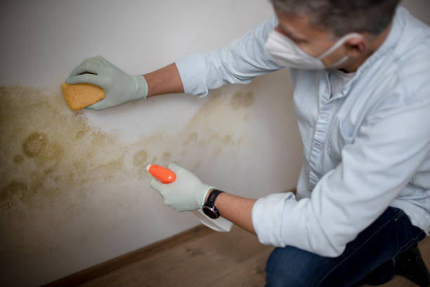 Office Mold Removal Services in Cibolo, TX