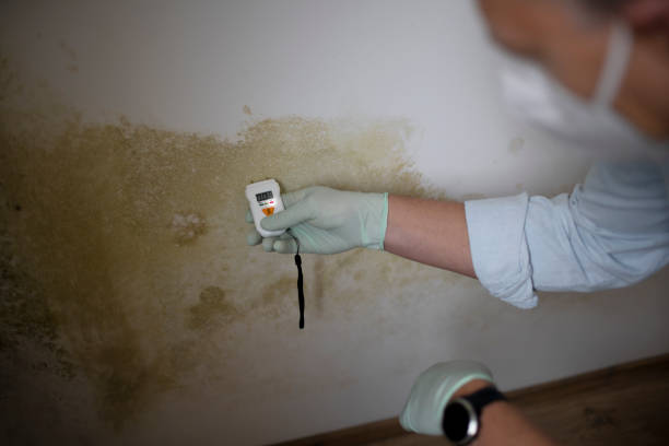 Best Attic Mold Removal  in Cibolo, TX