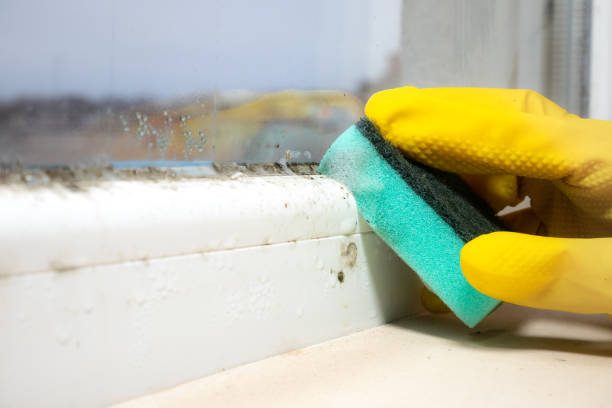 Best Office Mold Removal Services  in Cibolo, TX