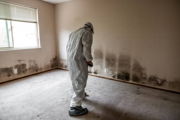 Best Professional Mold Removal  in Cibolo, TX