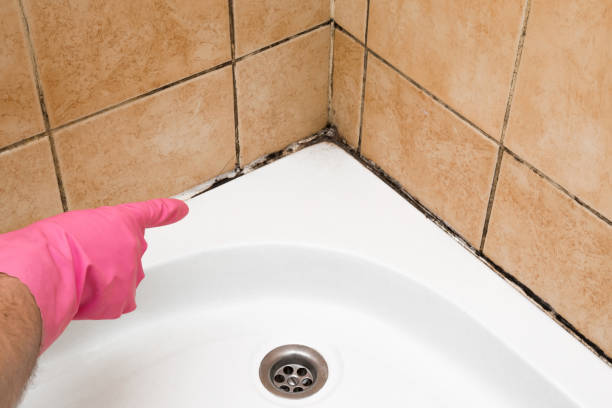 Best Mold Testing  in Cibolo, TX